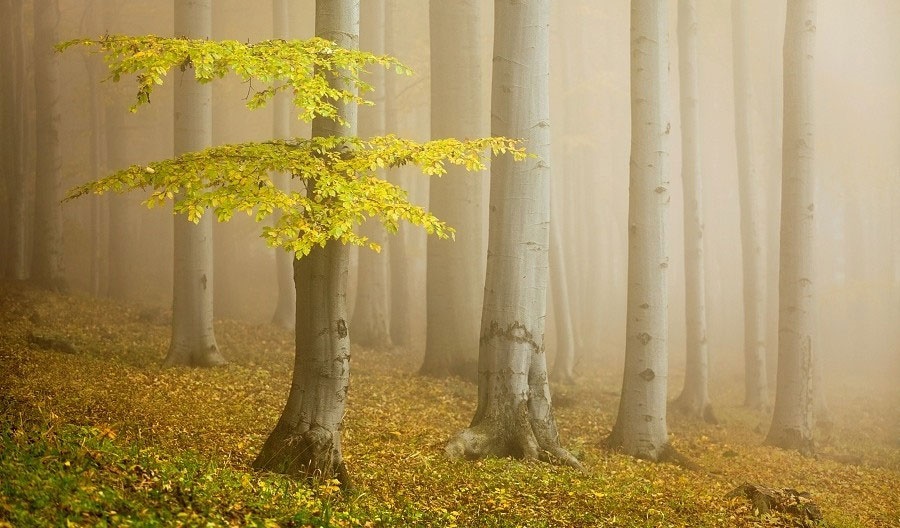 کمیاب ترین جاهای ایران