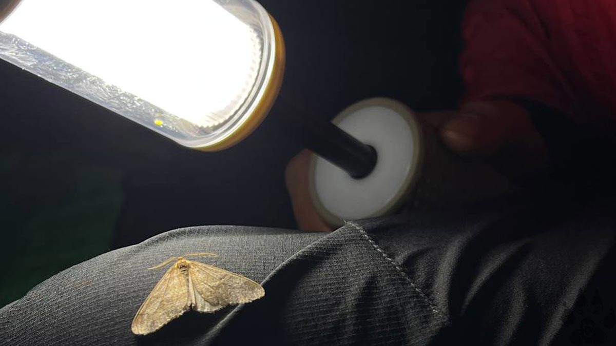 نور و روشنایی