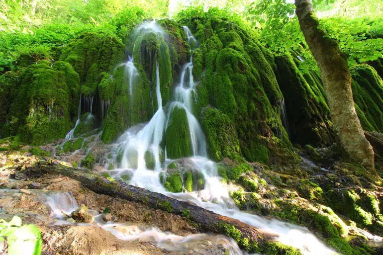 جنگل راش در ساری 